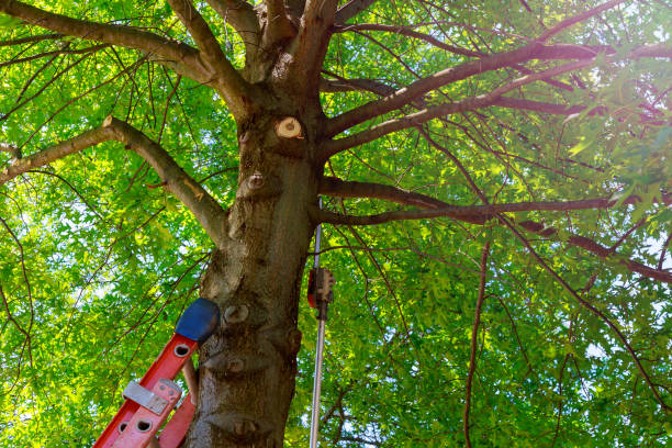 Tree Service Company in Harper, KS